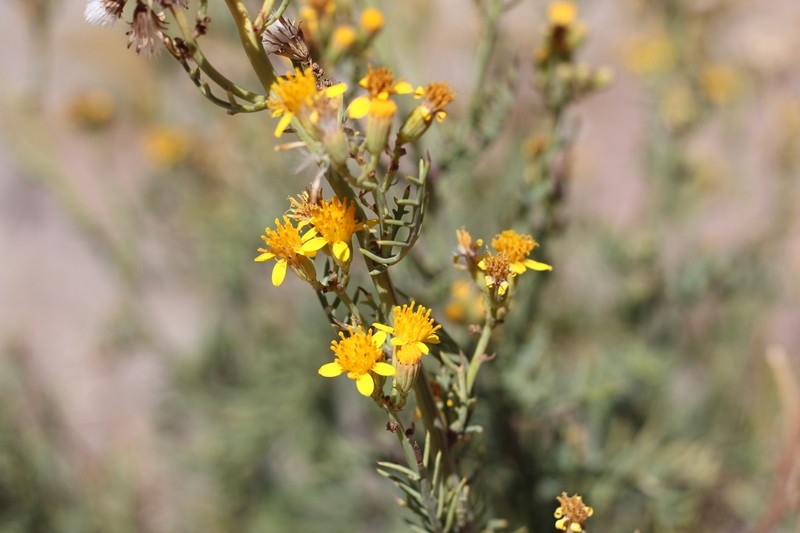 Senecio ragonesei photo 2