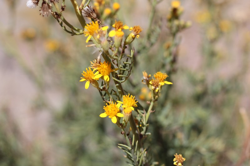 Senecio ragonesei photo 3