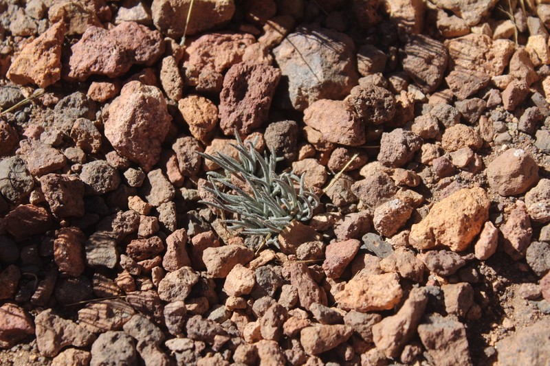 Senecio rahmeri