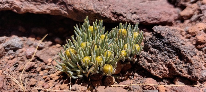 Senecio rahmeri photo 2