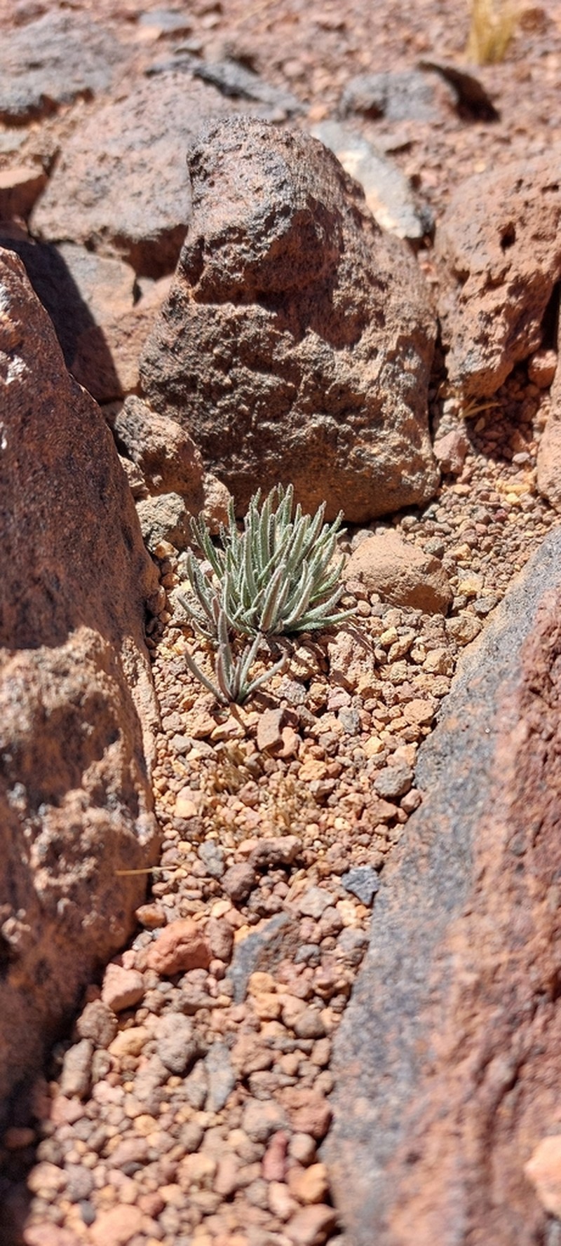 Senecio rahmeri photo 3