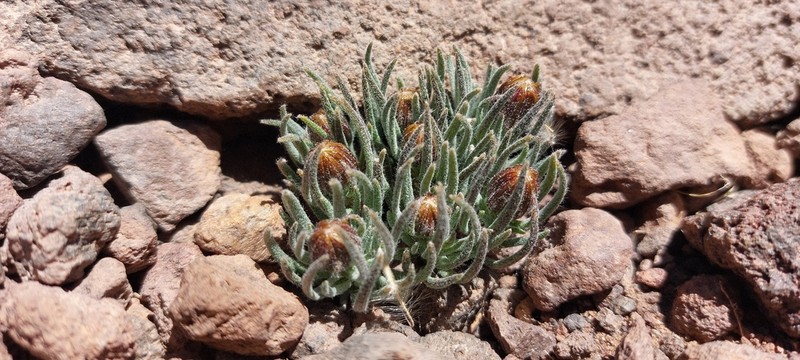 Senecio rahmeri photo 4