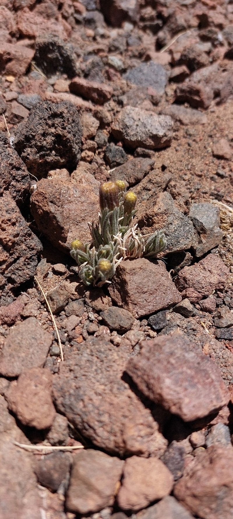 Senecio rahmeri photo 5