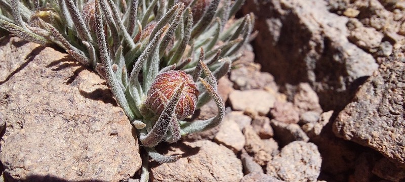 Senecio rahmeri photo 6