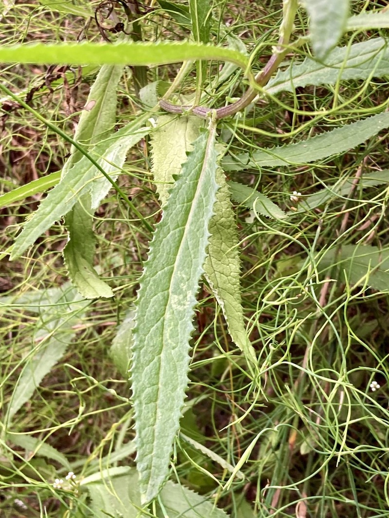 Senecio ramosissimus