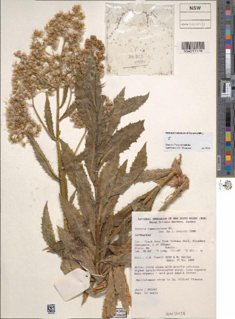Senecio ramosissimus photo 3