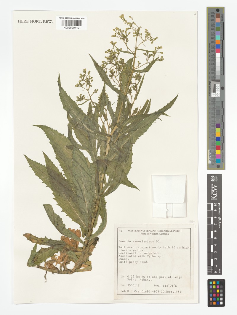 Senecio ramosissimus photo 4