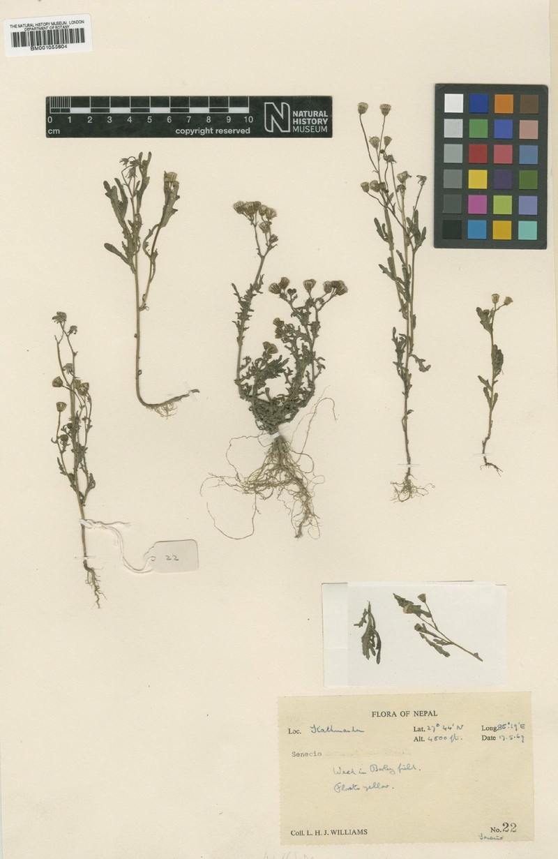 Senecio ramosus