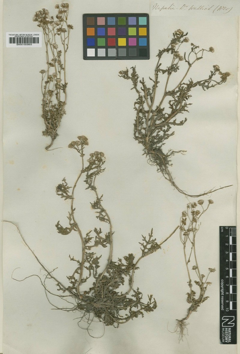 Senecio ramosus photo 2