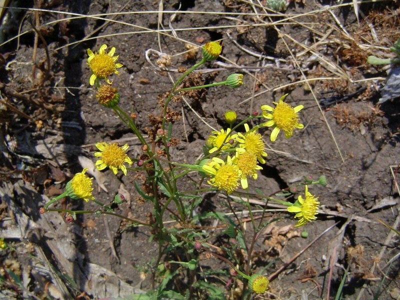 Senecio randii