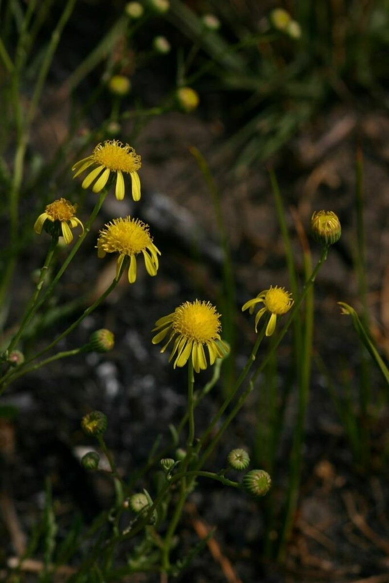 Senecio randii photo 2
