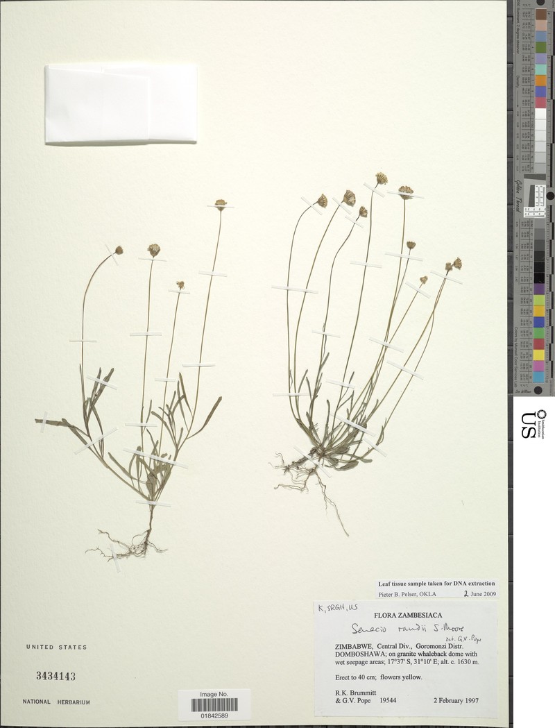 Senecio randii photo 3