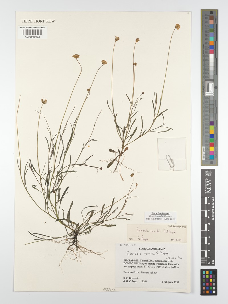 Senecio randii photo 4