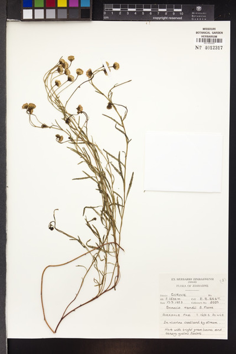 Senecio randii photo 5