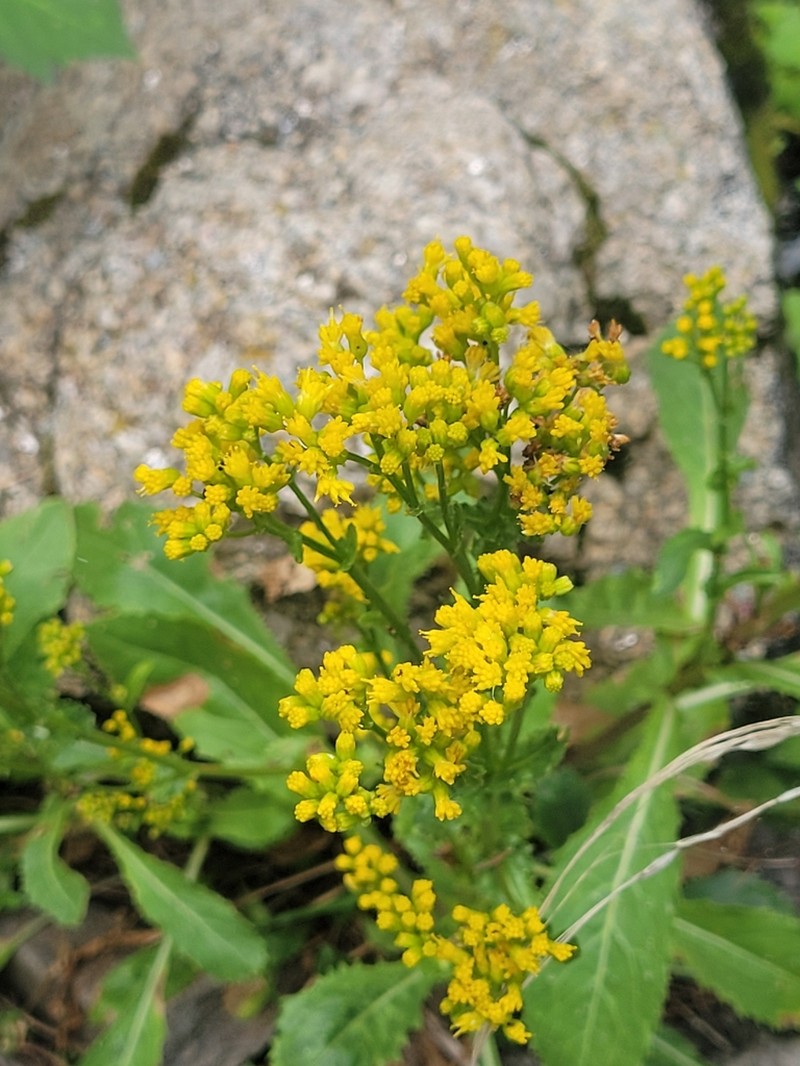Openwoods Ragwort