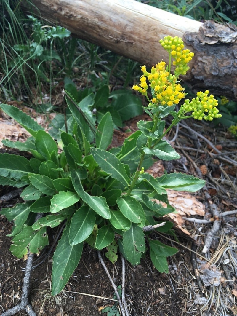 Openwoods Ragwort photo 2