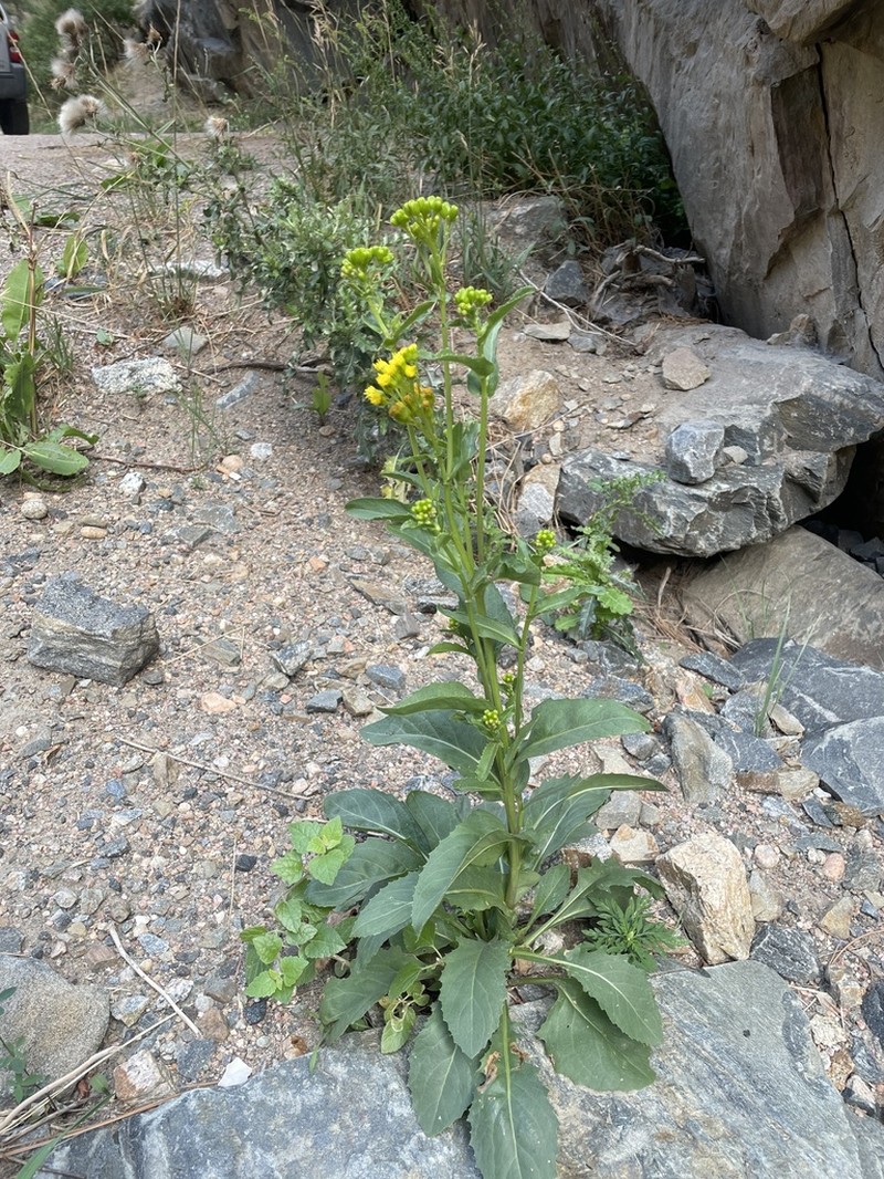 Openwoods Ragwort photo 4