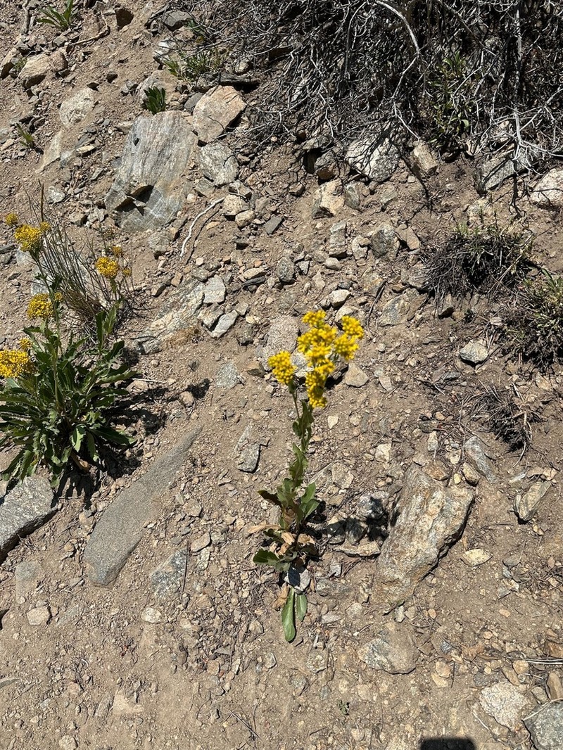 Openwoods Ragwort photo 5