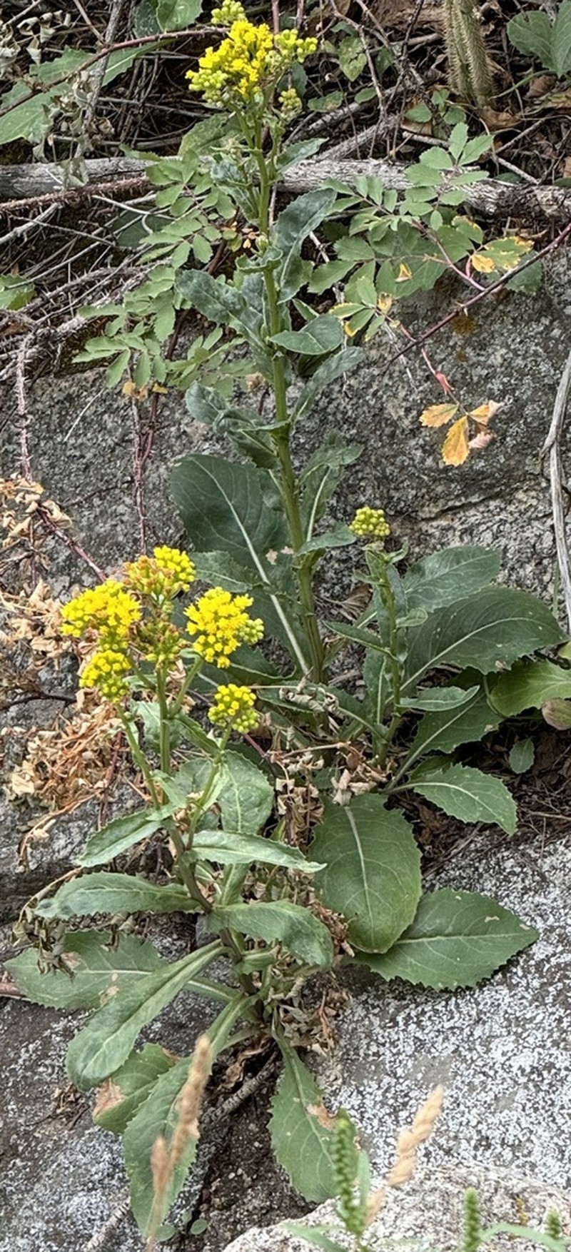 Openwoods Ragwort photo 6