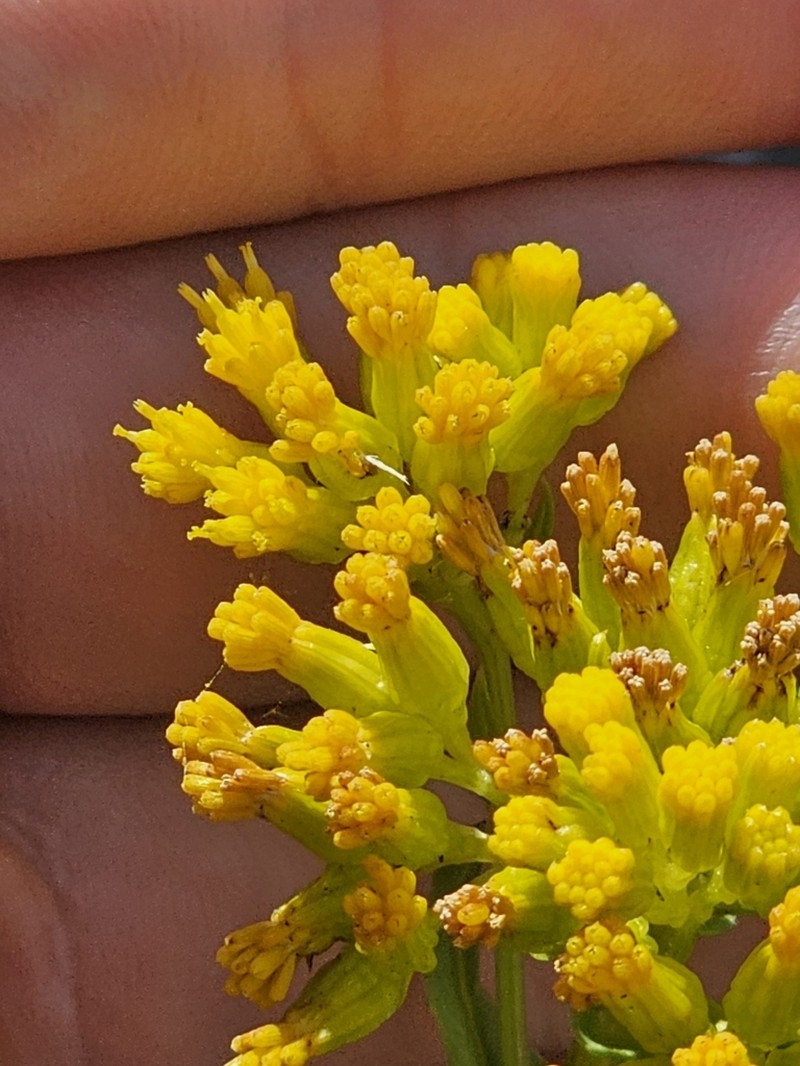Openwoods Ragwort photo 7