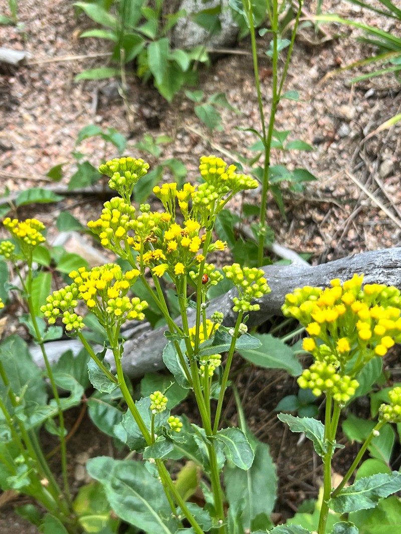 Openwoods Ragwort photo 8