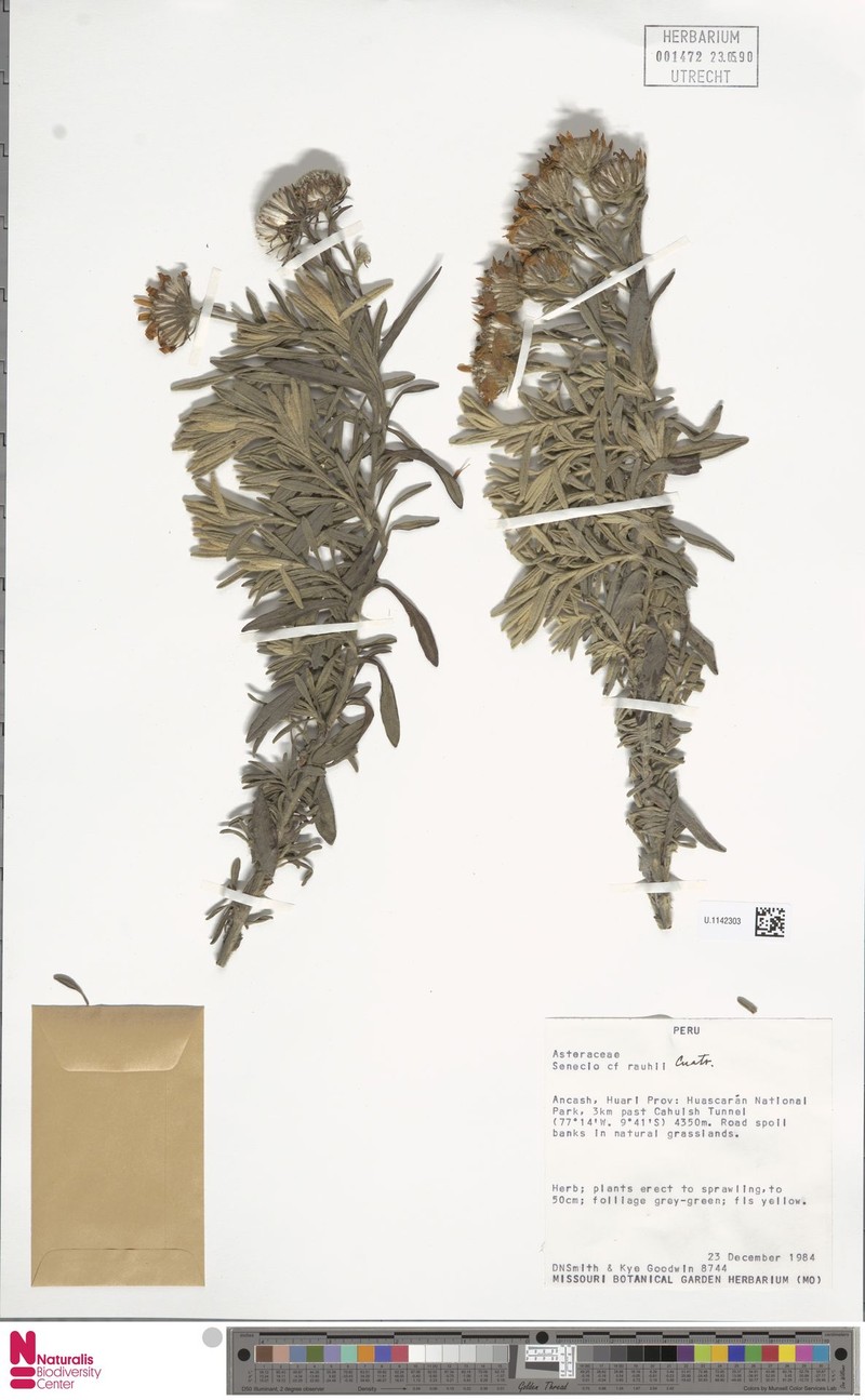 Senecio rauhii