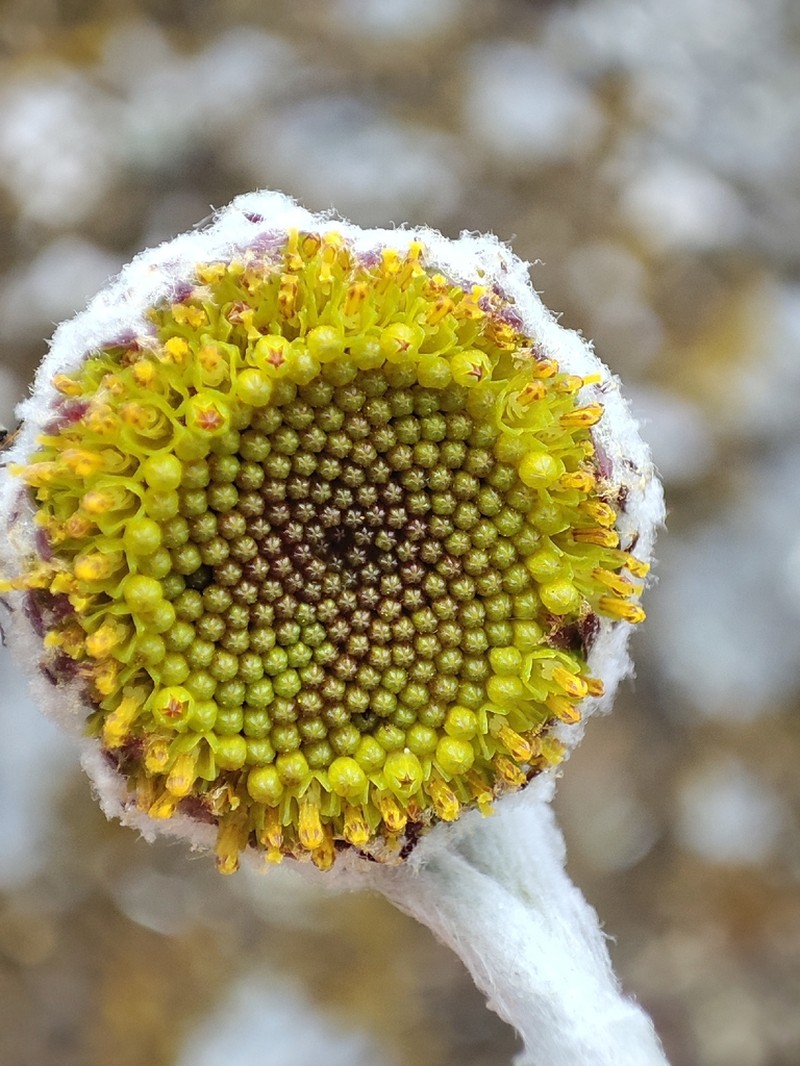 Senecio rauranus
