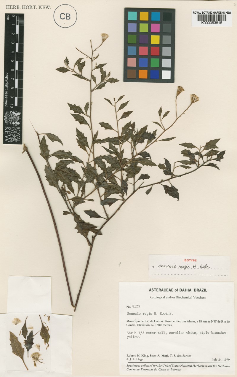 Senecio regis photo 2
