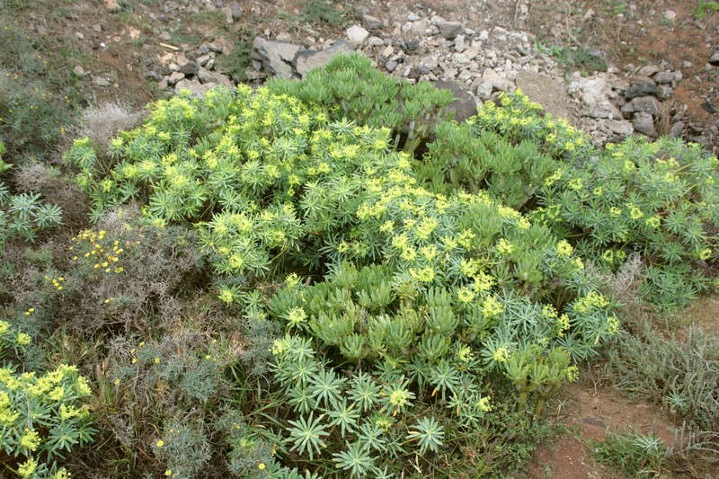 Senecio regis
