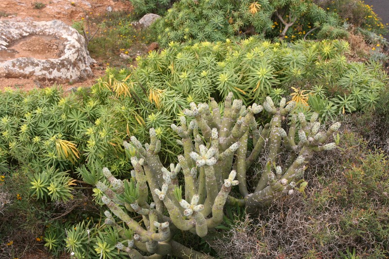 Senecio regis photo 3