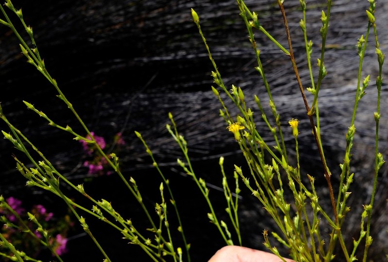 Senecio rehmannii