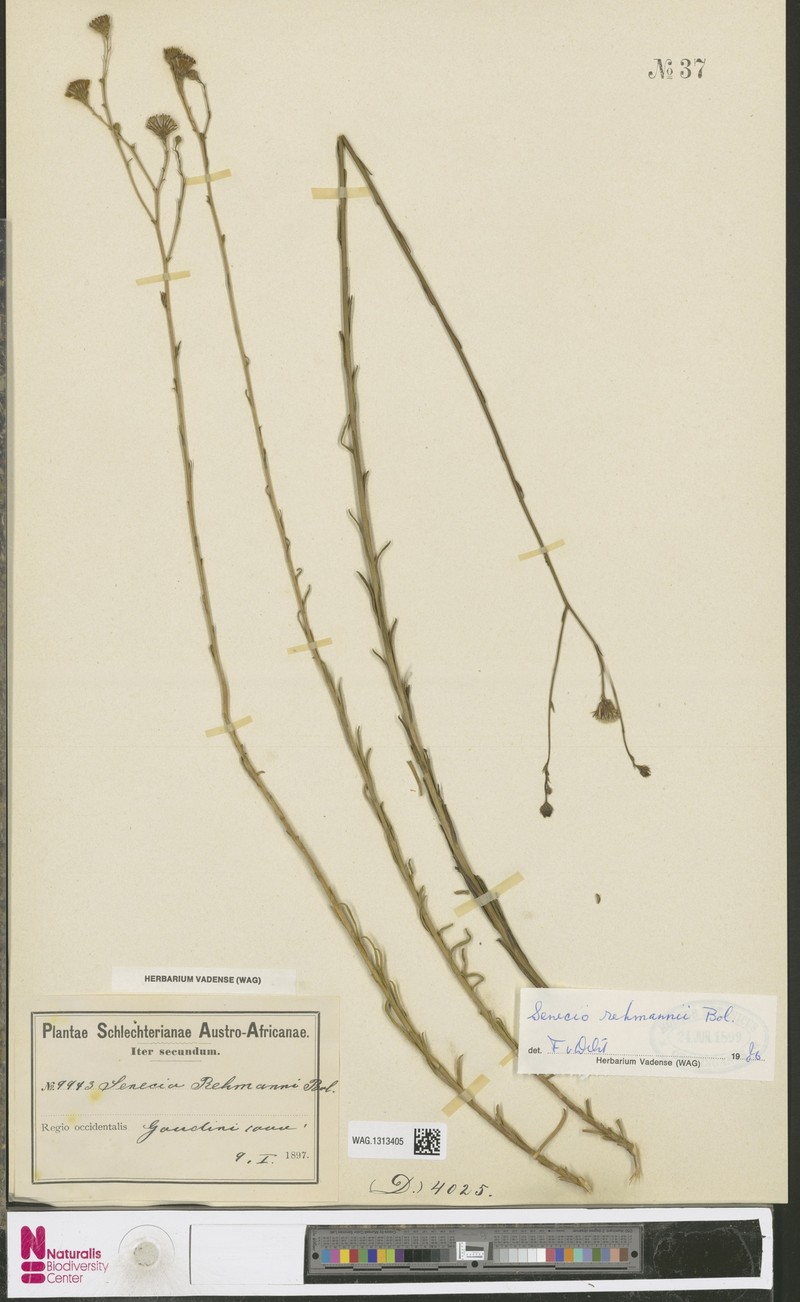Senecio rehmannii photo 3