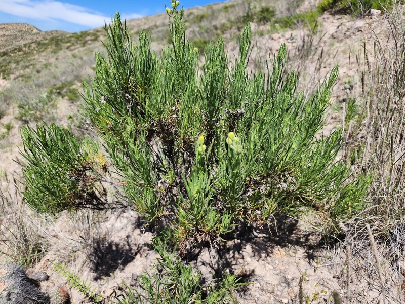 Senecio reicheanus