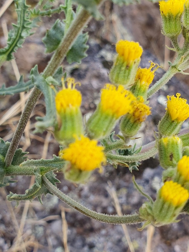 Senecio reicheanus photo 2