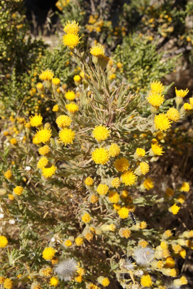 Senecio reicheanus photo 4
