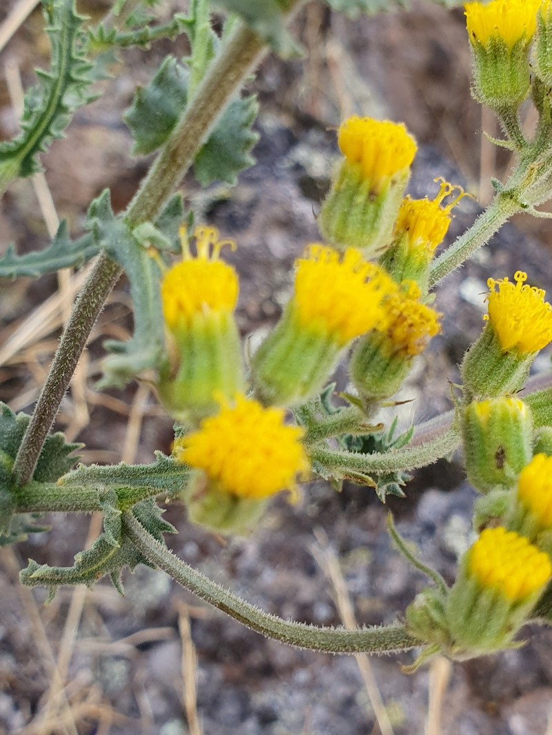 Senecio reicheanus photo 6