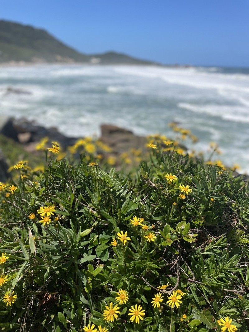 Senecio reitzianus