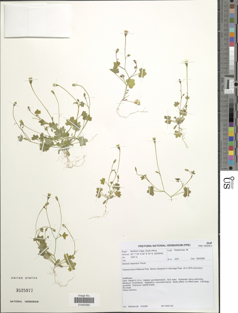 Senecio repandus