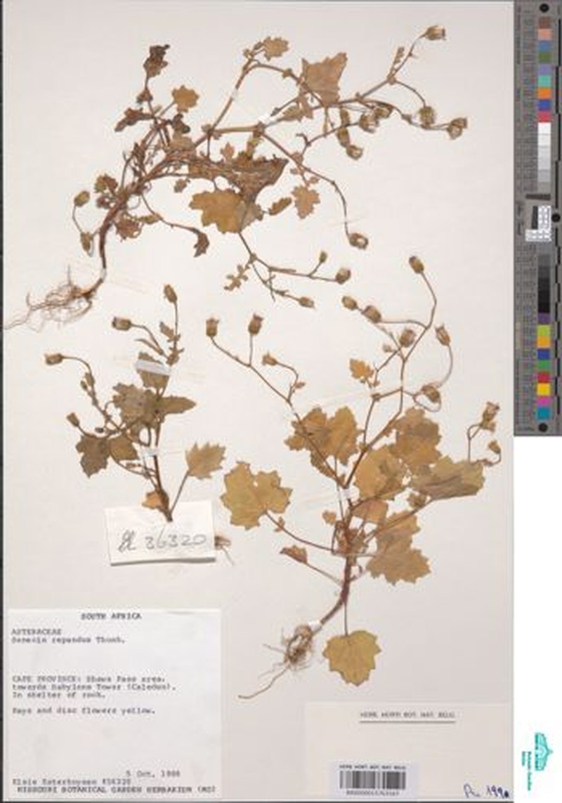 Senecio repandus photo 2