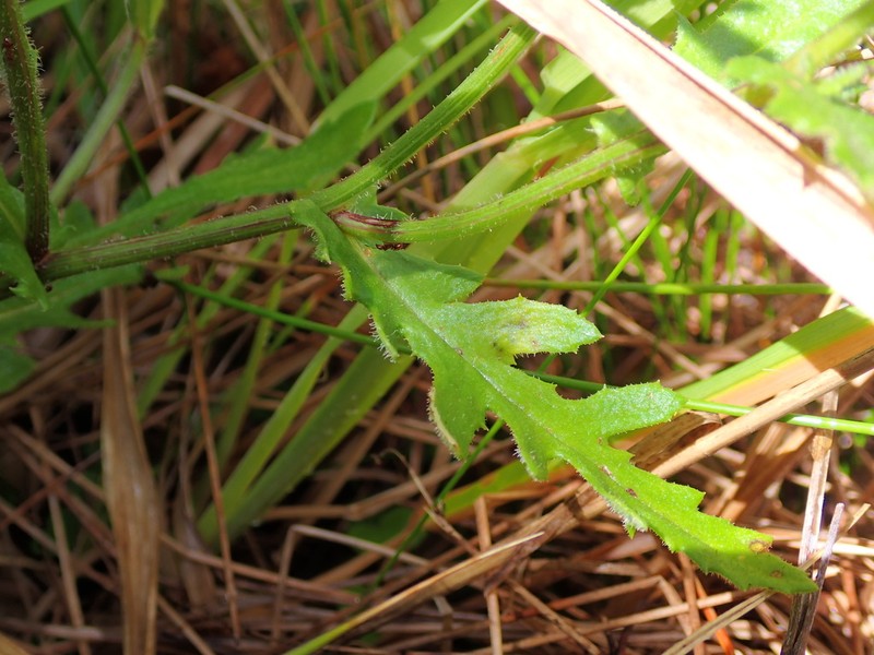 Senecio repangae
