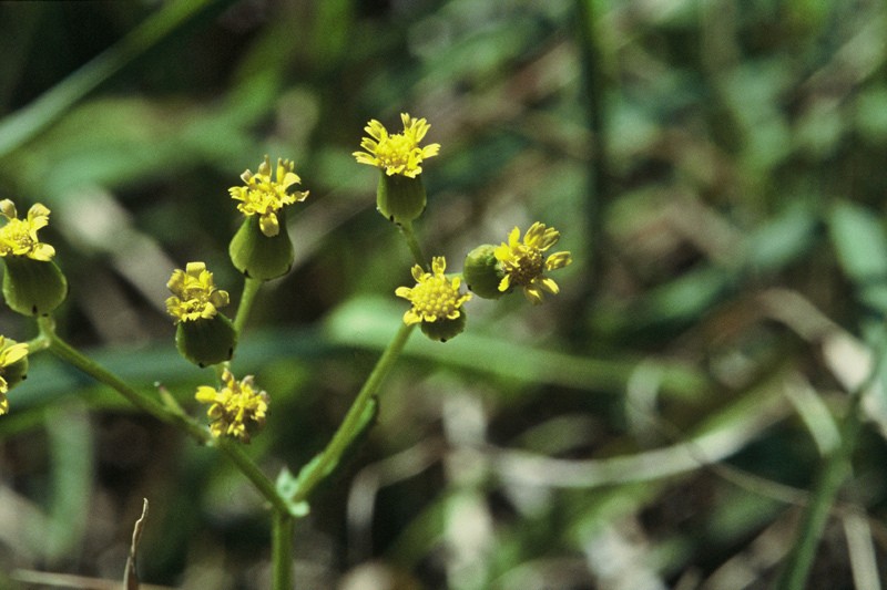 Senecio repangae photo 2