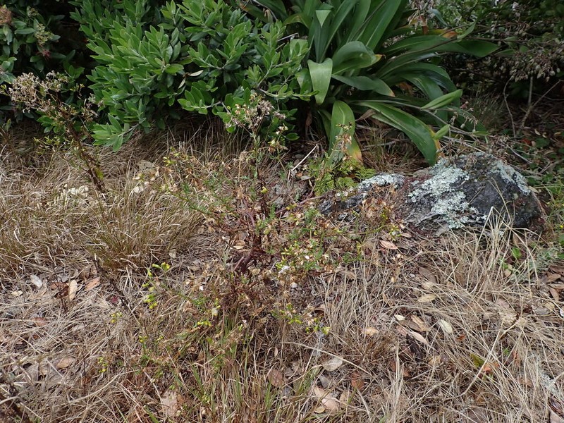 Senecio repangae photo 3