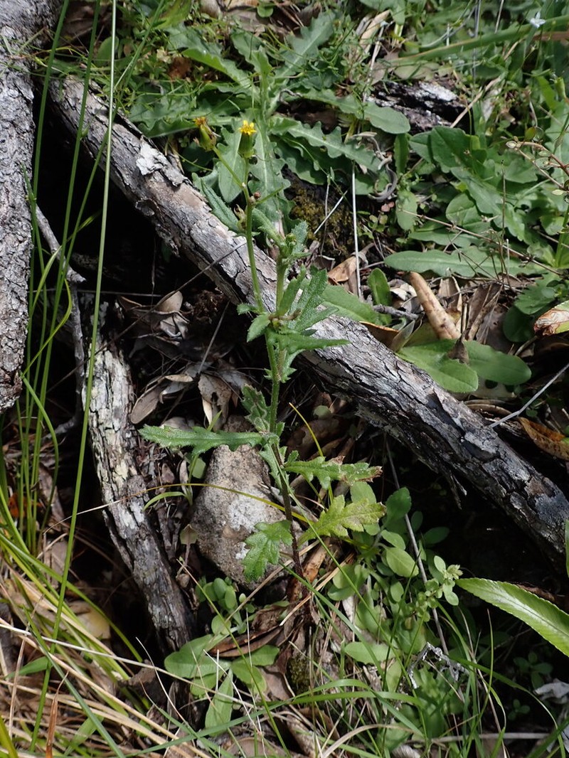 Senecio repangae photo 4