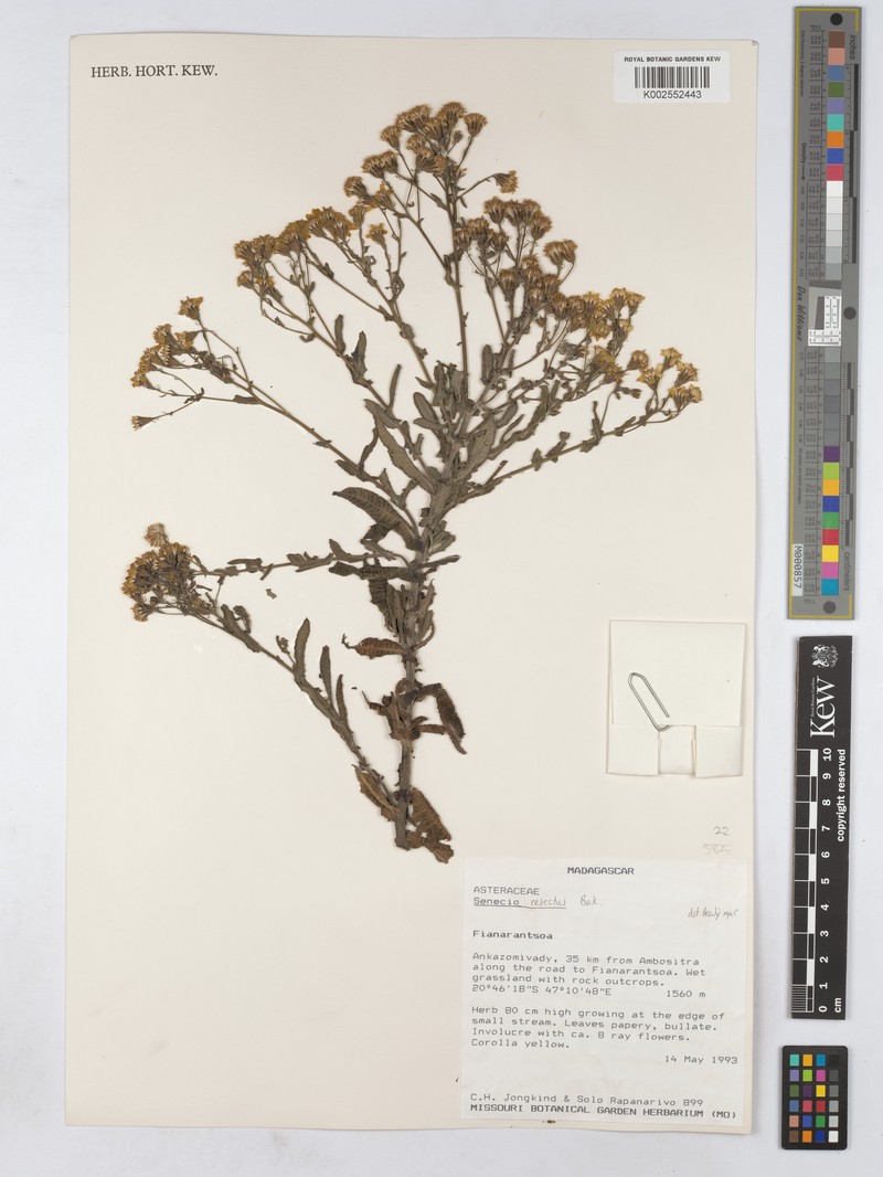 Senecio resectus