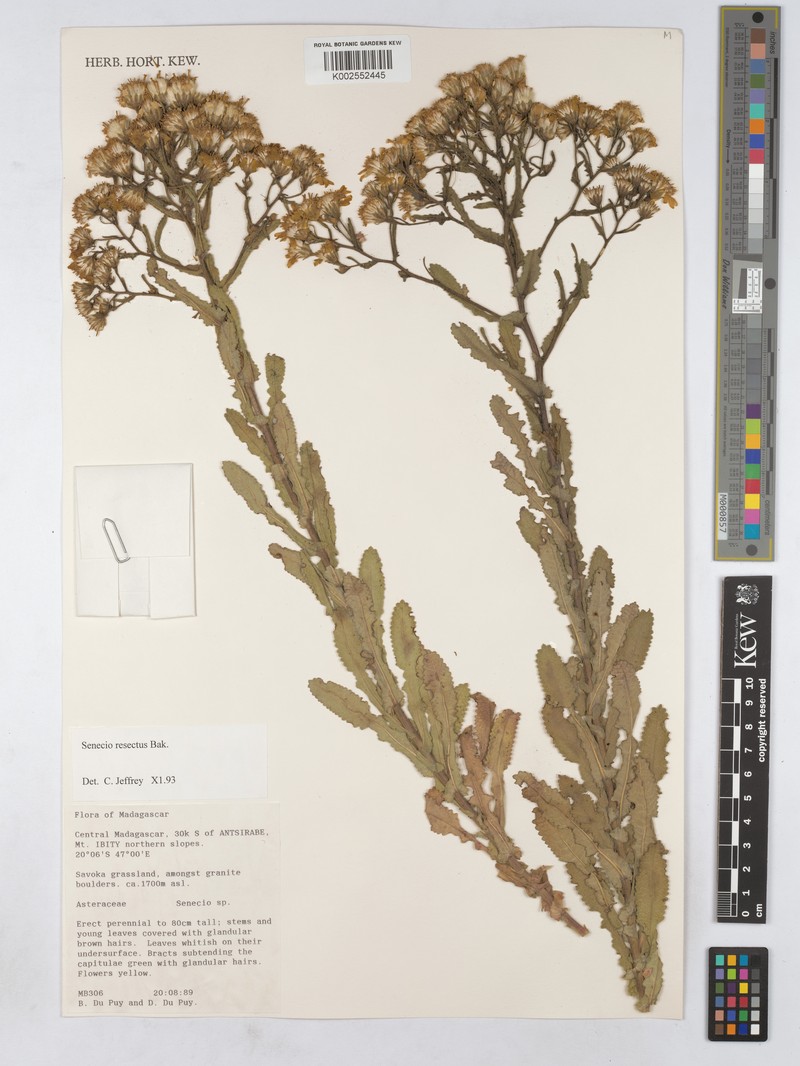 Senecio resectus photo 2