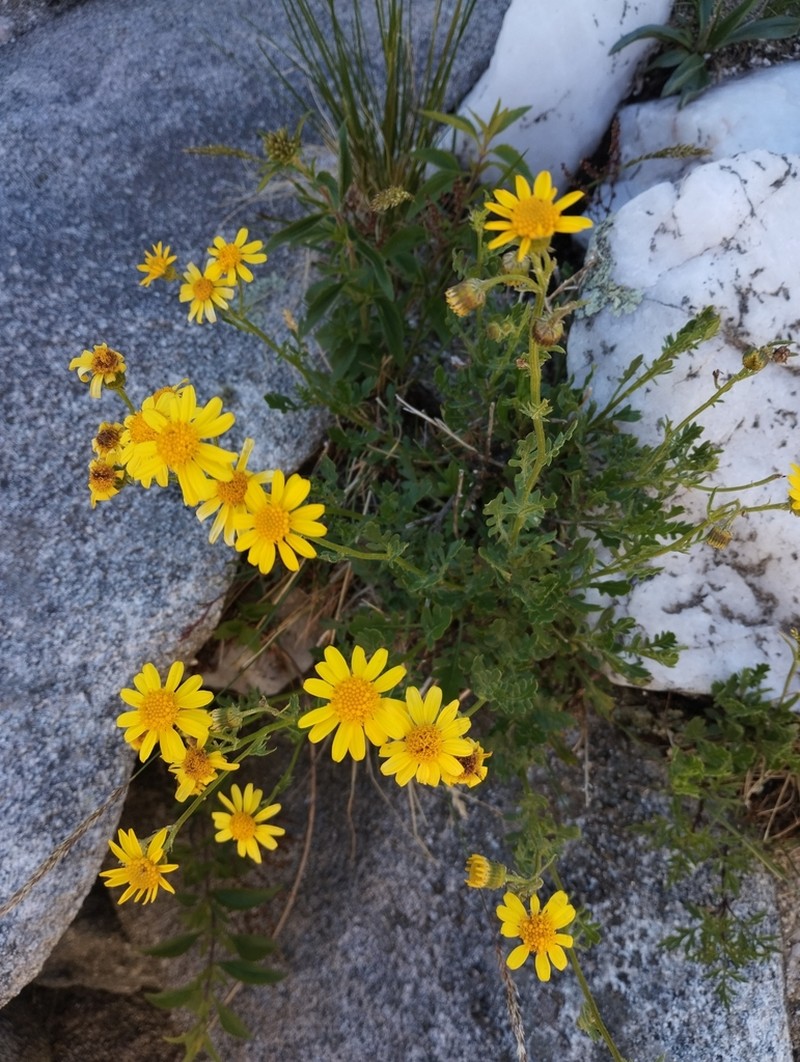 Senecio retanensis