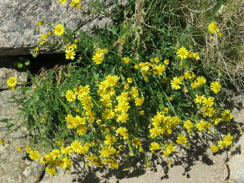 Senecio retanensis photo 2