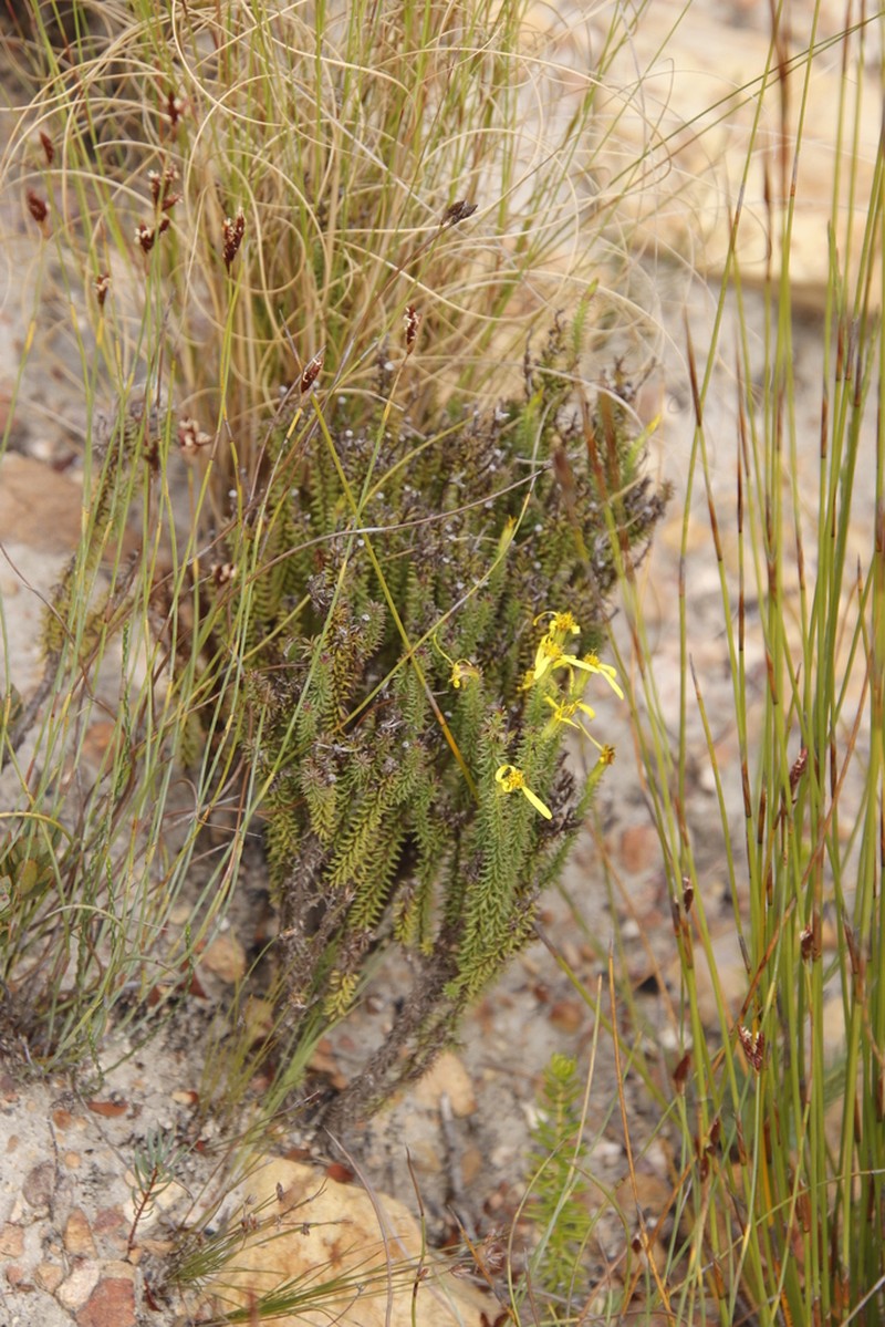 Senecio retortus photo 2