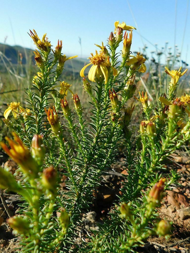 Senecio retortus photo 3