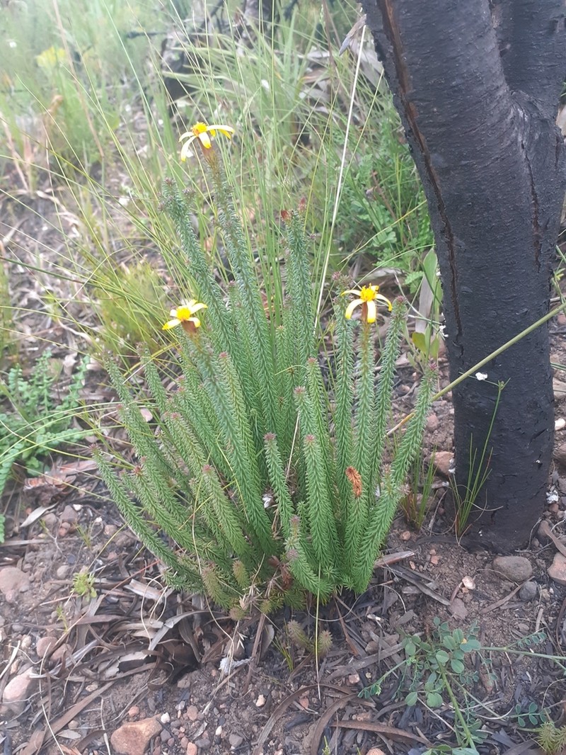 Senecio retortus photo 4